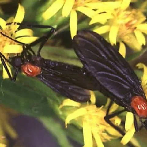 thumbnail for publication: Lovebug Plecia nearctica Hardy (Insecta: Diptera: Bibionidae)